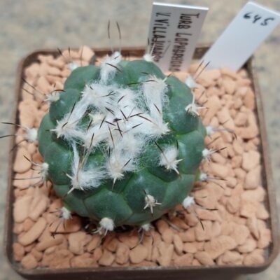645 Turbinicarpus lophophoroides