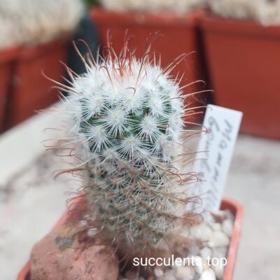 mammillaria bombycina (pink flower)
