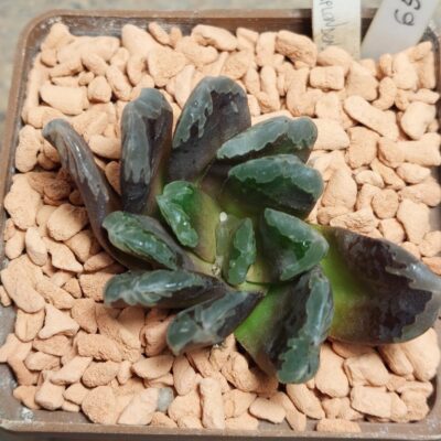 6519 Haworthia VVG2 x VVG3 hybrid F2