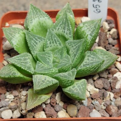 6520 Haworthia turgida hybrid