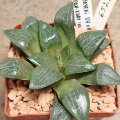6522 Haworthia bayeri hybrid