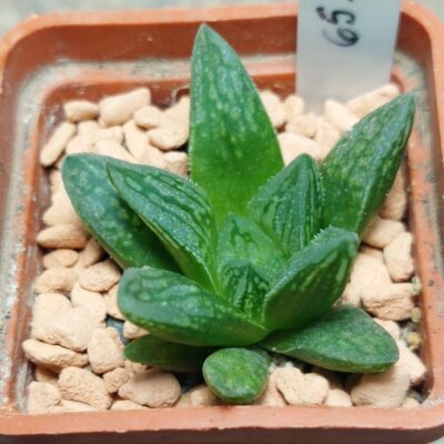 6534 Haworthia 'Gorbi' x 'Yulia'