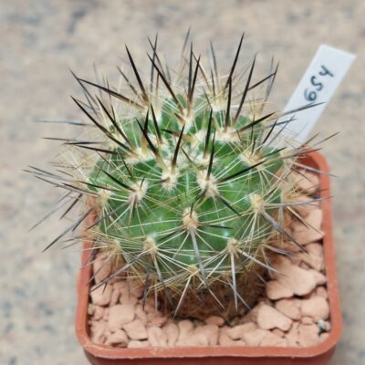 654 Neoporteria aff. wagenknechtii