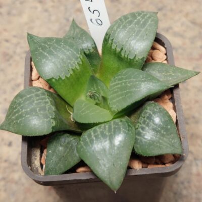 6543 Haworthia comptoniana
