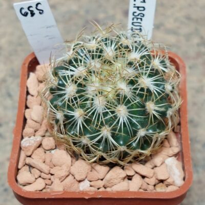 655 Coryphantha pseudoradians ex MG 121.5