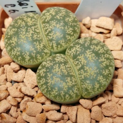 6551 Lithops leslei v.minor C6 весь горщик , вік 7 років