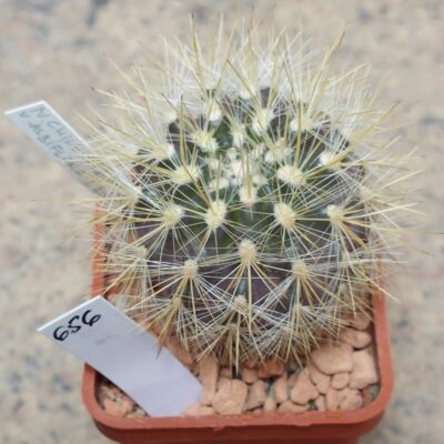 656 Neoporteria chilensis v. albidiflora -Pichiclangum-