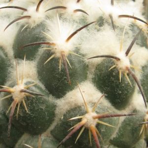 Coryphantha tripugionacantha RS750 насіння