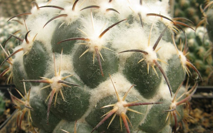 Coryphantha tripugionacantha RS750 насіння