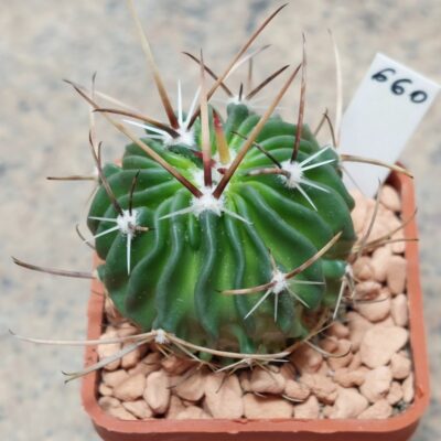 660 Echinofossulocactus grandicornis