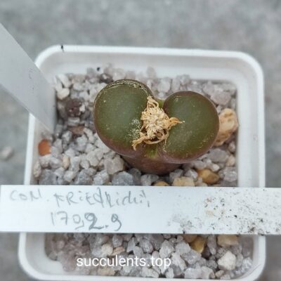 conophytum friedrichiae 1792.6