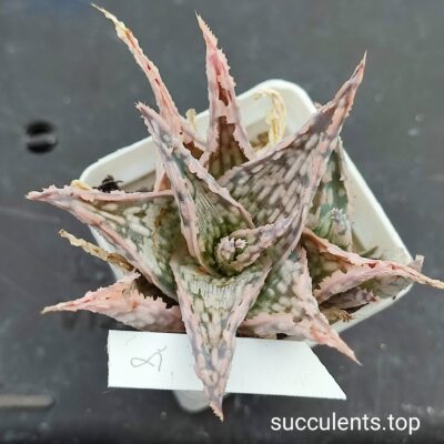 aloe mix 8