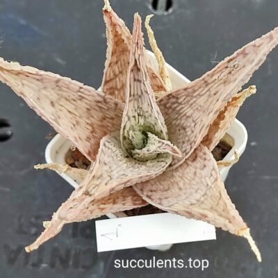 aloe mix 1