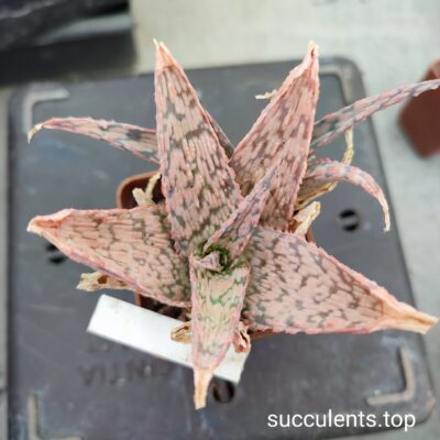 aloe mix4