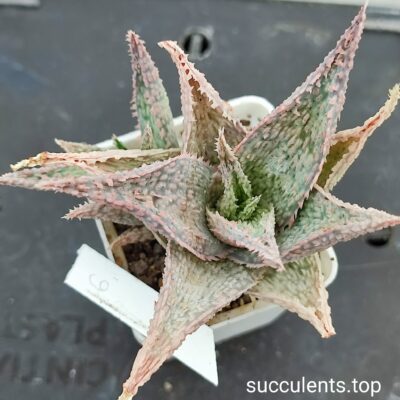aloe mix 6