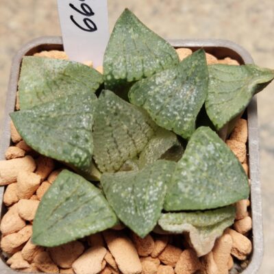 6692 Haworthia emelyae SB