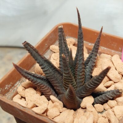 6695 Haworthia limifolia ех variegata сіянець