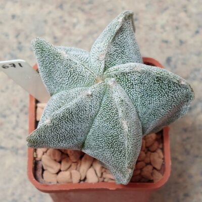 671 Astrophytum myriostigma