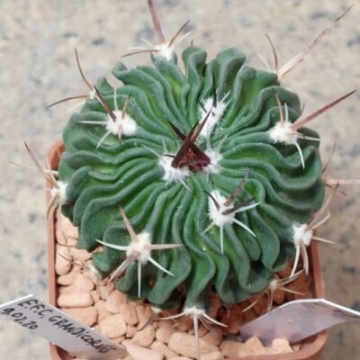 672 Echinofossulocactus grandicornis