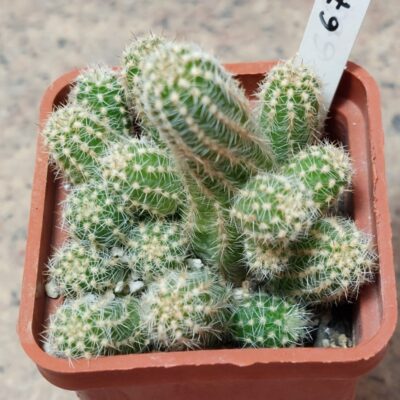 674 Chamaecereus silvestrii hybrid