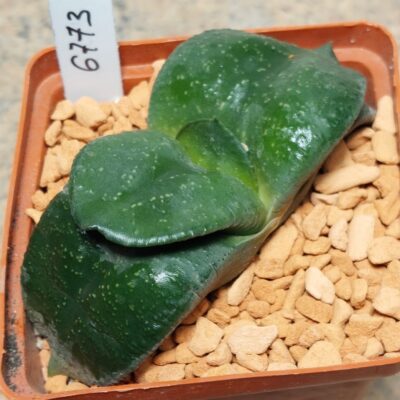 6773 Gasteria armstrongii - Japan-
