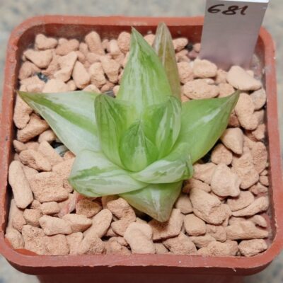 681 Haworthia cymbiformis f. variegata