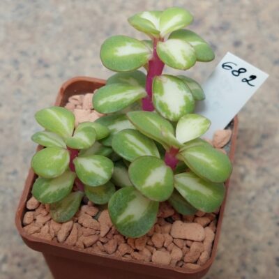 682 Portulacaria afra f. variegata