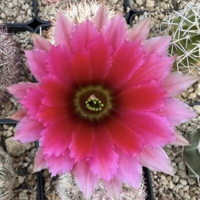 Echinocereus dasyacanthus JRT 4102- Pecos Co.Tx. - pink flowers,   - MG -