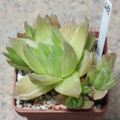 688 Haworthia cymbiformis f. variegata