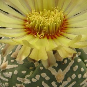 Astrophytum asterias cv Super Cabuto V-tip  насіння