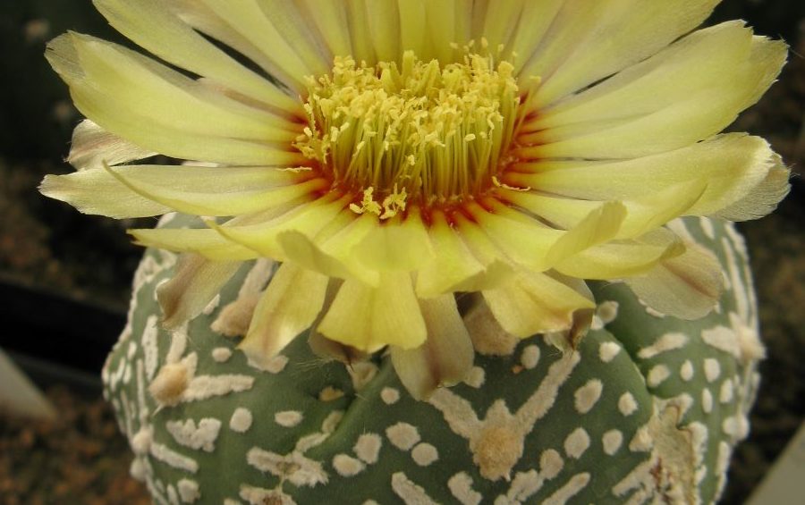 Astrophytum asterias cv Super Cabuto V-tip  насіння