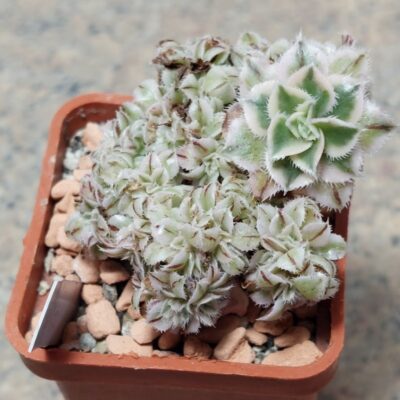 690 Aeonium ‘Sunburst’ f. cristata