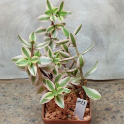 693 Crassula volkensii f.variegata