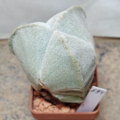 694 Astrophytum myriostigma v. tricostatum вік більше 10 років