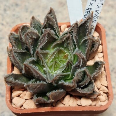 6967 Haworthia VVG1 x VVG12 x Haworthia schultiana x retusa