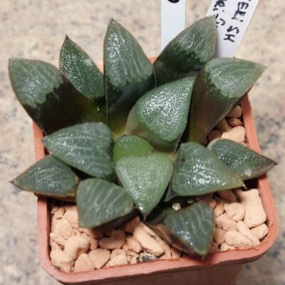 6973 Haworthia bayeri SH x bayeri -Japan-