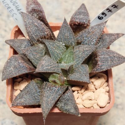6977 Haworthia wimii hybrid
