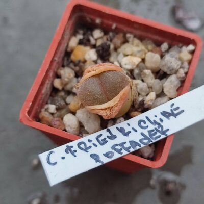 conophytum friedrichiae poffader