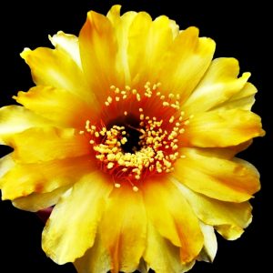 Echinopsis hybrid А-8, orange