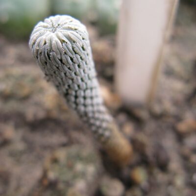 Pelecyphora aseliformis