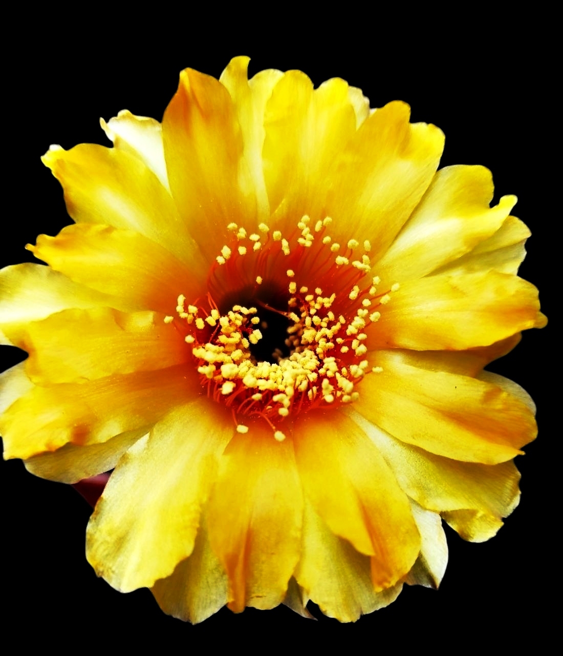 Echinopsis hybrid А-8, orange