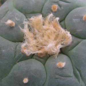 Lophophora fricii KKR724 насіння