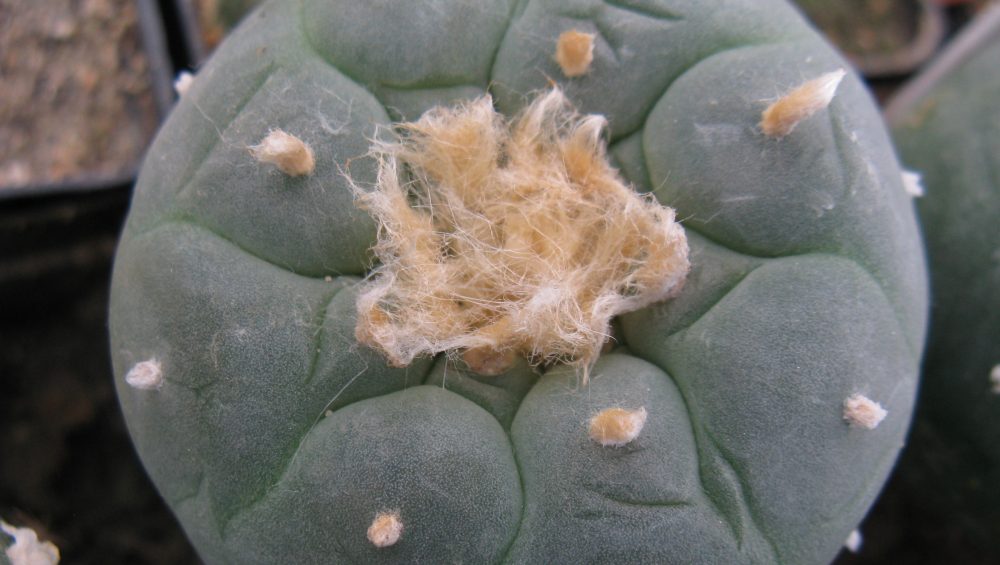 Lophophora fricii KKR724 насіння