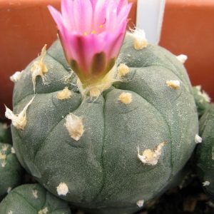 Lophophora jordaniana v caespitosa cl6