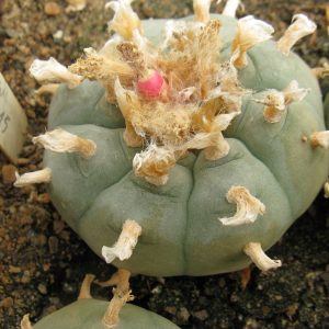 Lophophora williamsii MK71.215 насіння