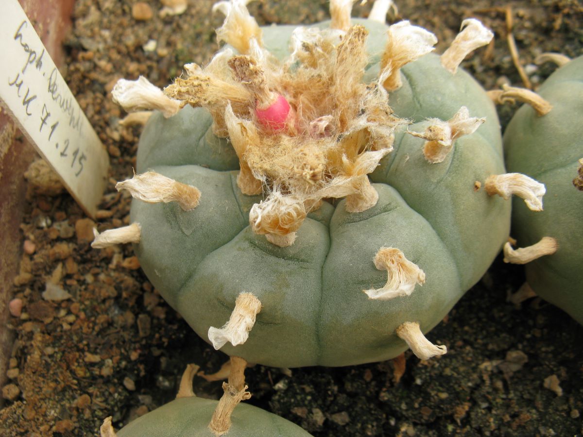 Lophophora williamsii MK71.215 насіння