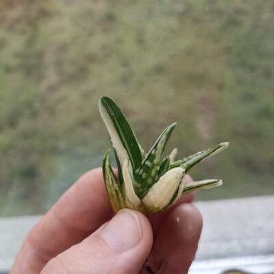 Haworthia Angel's Tears Variegated