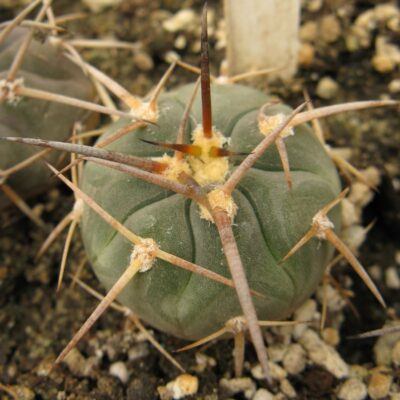 Gymnocalycium armatum Paicho