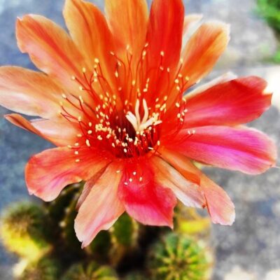 Echinopsis hybrids