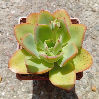 Echeveria Soil Veil